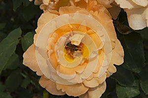 close-up: light orange giant rose withe a bee collecting honey dew