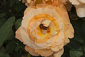 close-up: light orange giant rose withe a bee collecting honey dew