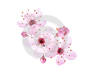 Close-up of light pink Cherry blossoms Sakura isolated on a white background