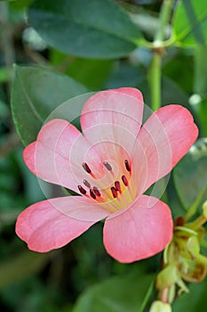 Close-up of a light pink flower of Rhododendron vireya sp. against green foliage