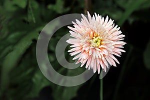 Close up of light pink gerbera flower