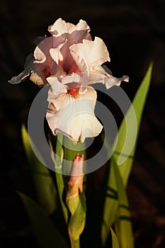 Close up of light pink iris