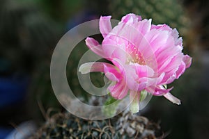 Close up of light pink lobivia cactus.