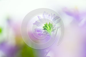 Close up of light purple daisy in soft style