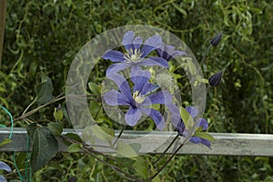 close-up: light purple and intense blue clematis flowers