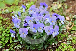 Light purple violas in the garden photo