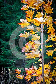 Close up of light shining through yellow red leaves.