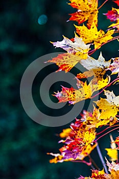 Close up of light shining through yellow red leaves.