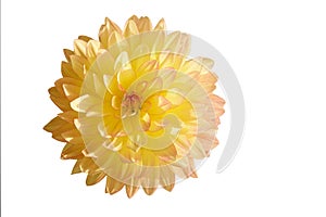Close-up of light yellow Dahlia pinnata cav flower with pink tips, isolated on white background