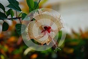 A close-up of light yellow Hibiscus flower with blur background