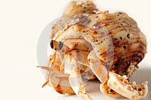 Close-up of a light yellowish-orange hermit crab with black eyes, in a brown shell photo