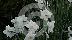 Close-up of lighted white Pseudonarcissus in the grass. Narcissus flower bulbs and petals. 4K