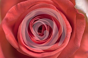 Close up of ligth pink roses soft style macro use for the soft background, valentine`s or wedding card