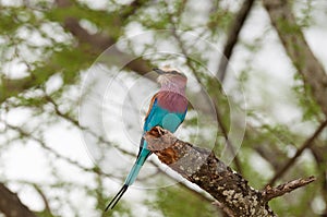 Close-up of a Lilac-breasted Roller