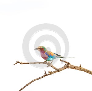 Close-up of a Lilac-breasted Roller