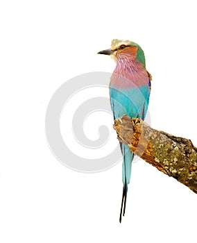 Close-up of a Lilac-breasted Roller