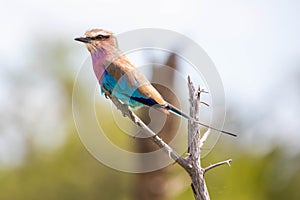 A lilac-breasted roller perched on a dead tree in South African savanna