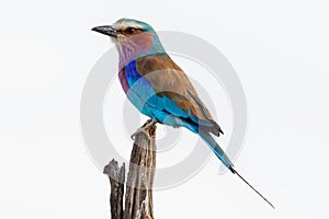 Close up of a Lilac-breasted roller sitting on a stick and looking