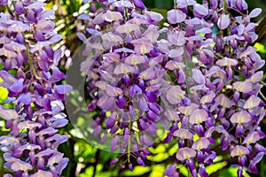 Close-up of lilac brushs of flowering branch Chinese and Japanese Wisteria