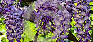 Close-up of lilac brushs of flowering branch Chinese and Japanese Wisteria