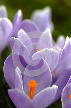 Close-up lilac crocus