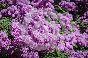 Close-up of the lilac flowering