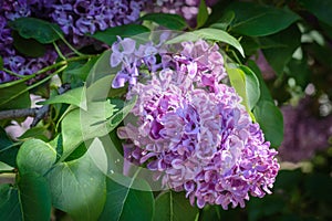 Close-up of the lilac flowering