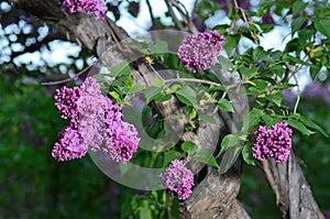 Close-up of the lilac flowering