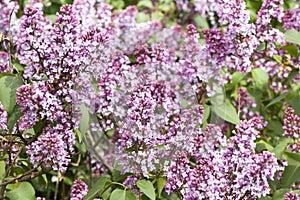 Beautiful lilac flower