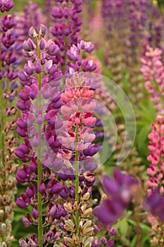 A close up of lilac and pink lupines