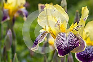 Close-up of lilac-yellow iris blatant flower in the spring garden photo