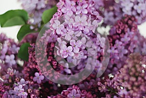 Close up lilalc Purple Flower bouquet. spring time Flwoers. Isoalted on White Background with copy space.