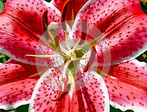 Close-up of Lilium spp in the sun in the garden.