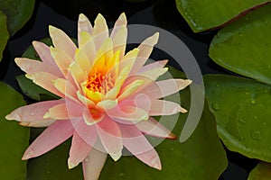 Close-up of a lily bud on a pond.