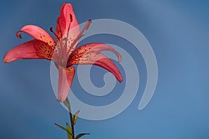 Close up of Lily flower on the blue background