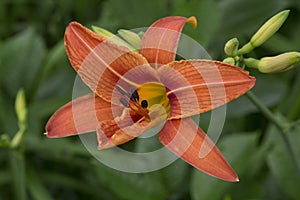 close-up: lily flower with orange petals