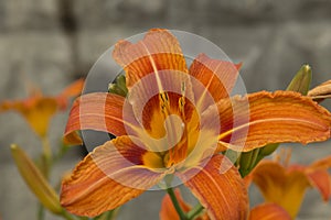 close-up: lily flower with orange petals
