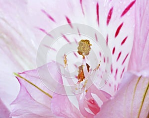 A Close Up of Lily Flower Parts