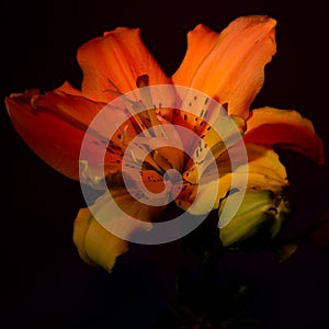 Close up of Lily flowers on the dark background.