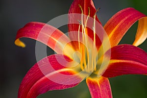 Close-up of Lily Hybrid