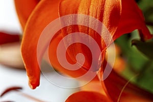 close-up of a lily leaf in the foreground with sun reflections