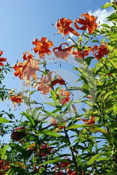 lily orange flowers blue sky photo from the bottom