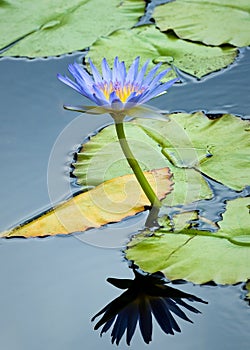 Lily Pad Flower