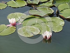 Lily Pad close up