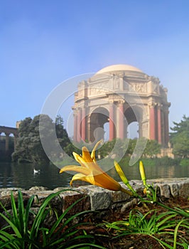 Close-up Of Lily At The Palace Of Fine Arts