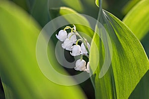 Close up of lily of the valley flower in garden