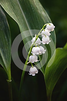 Close up of lily of the valley flower in garden