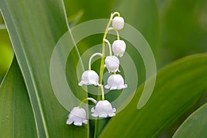 Close up of lily of the valley flower in garden