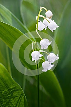 Close up of lily of the valley flower in garden