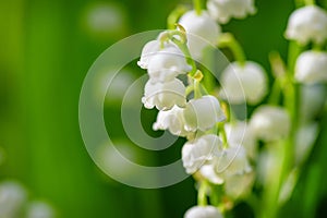 Close-up of lily of the valley flower spring background. Natural nature background with blooming beautiful flowers lilies of the v